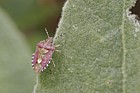 Dolycoris baccarum Hairy shieldbug