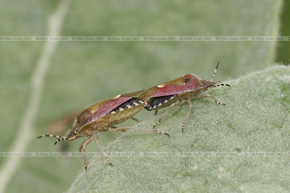 Dolycoris baccarum Hairy shieldbug