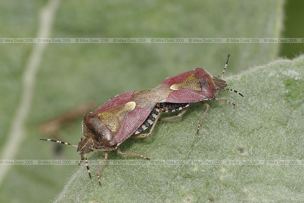 Dolycoris baccarum Hairy shieldbug