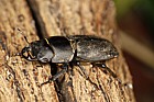 Dorcus parallelopipedus Lesser stag beetle