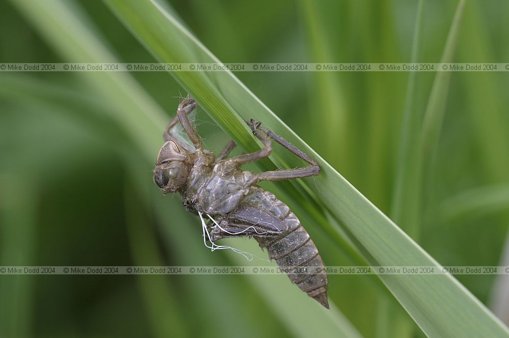 dragonfly larval case OU ponds