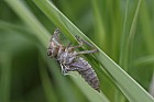dragonfly larval case OU ponds