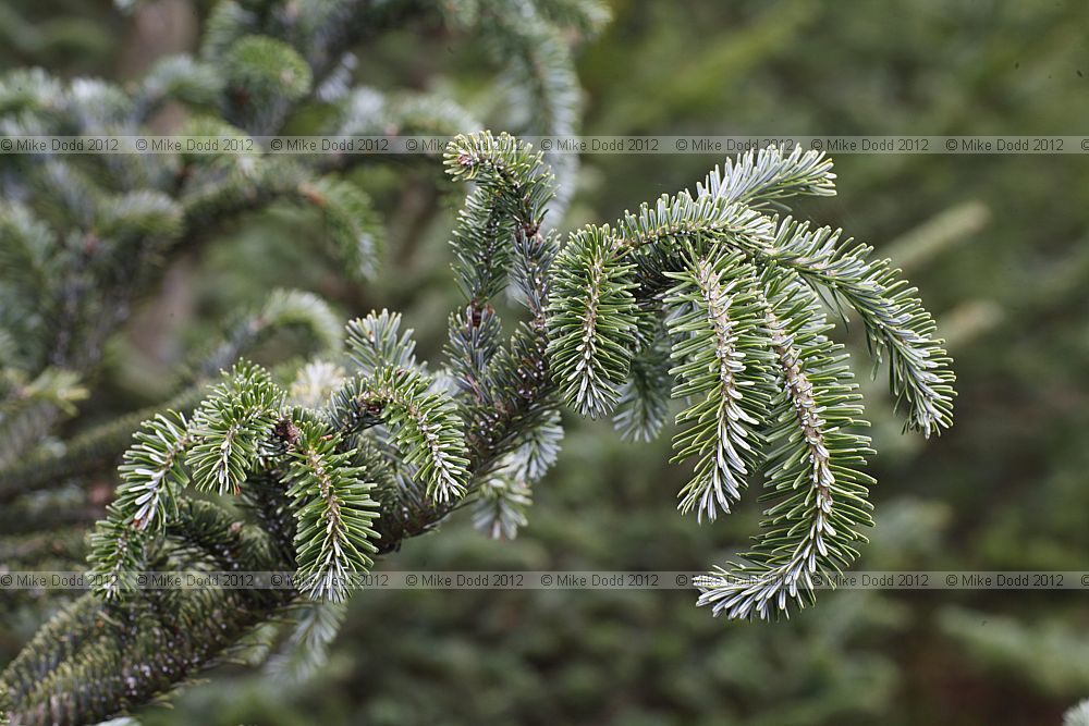 Abies fraseri affected by European fir trunk louse, Chermes (Dreyfusia) piceae