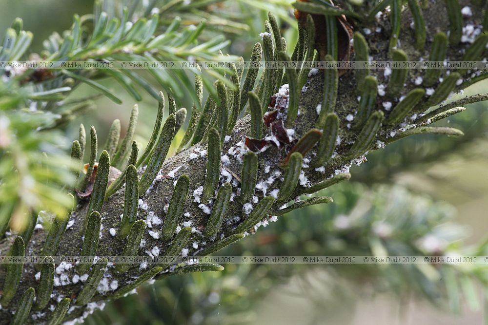 Abies fraseri affected by European fir trunk louse, Chermes (Dreyfusia) piceae