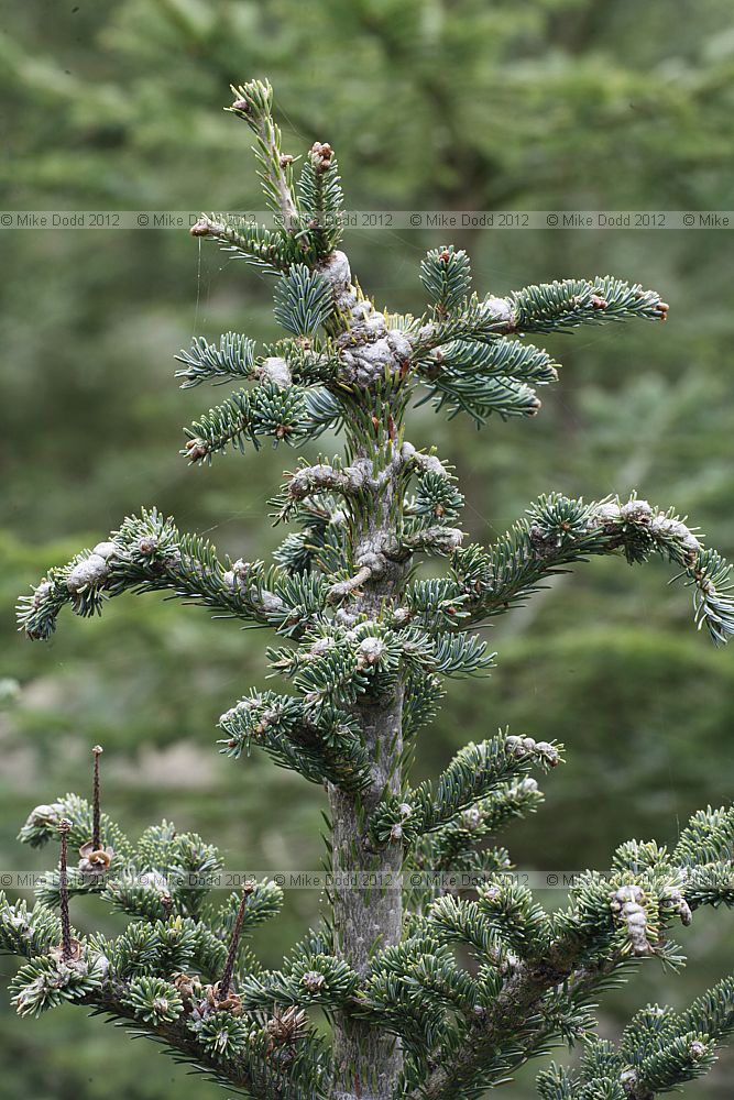 Abies fraseri affected by European fir trunk louse, Chermes (Dreyfusia) piceae