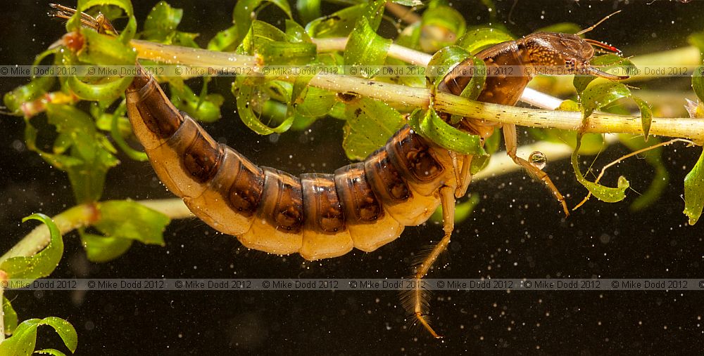 Dytiscus marginalis Great Diving Beetle (larva)