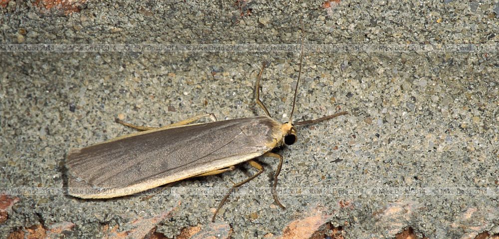Common footman moth Eilema lurideola