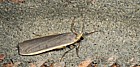 Common footman moth Eilema lurideola