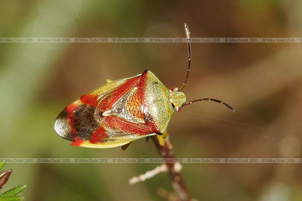 Elasmostethus interstinctus Green birch shieldbug