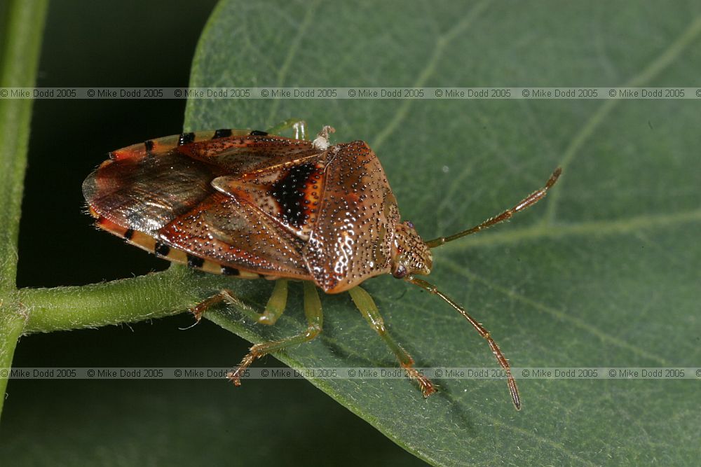 Elasmucha grisea Parent shieldbug