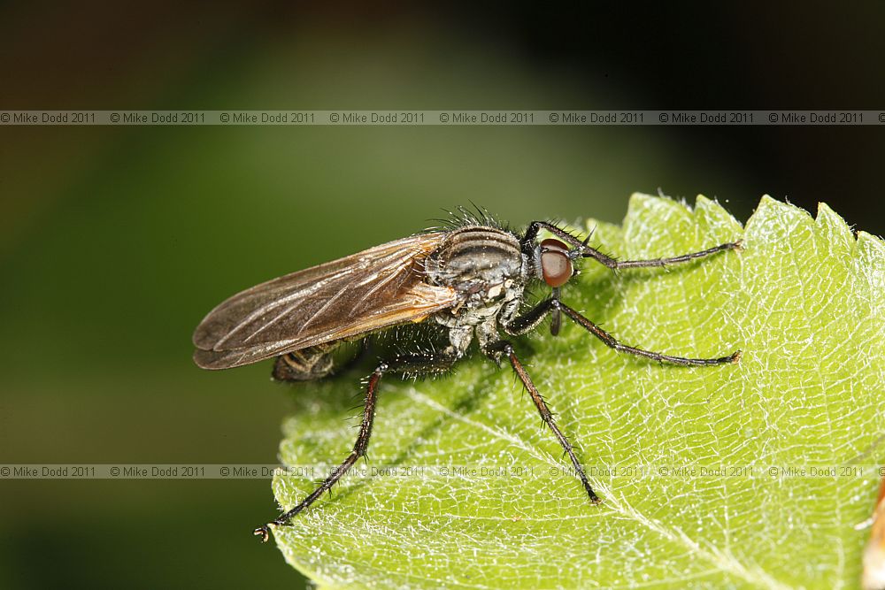 Empis tessellata