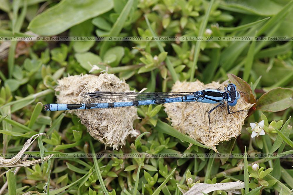 Enallagma cyathigerum Common blue damselfly