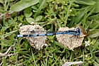 Enallagma cyathigerum Common blue damselfly