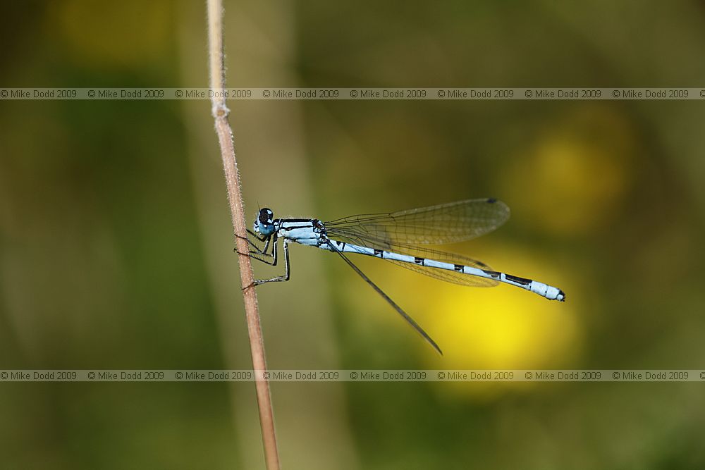 Enallagma cyathigerum Common Blue Damselfly