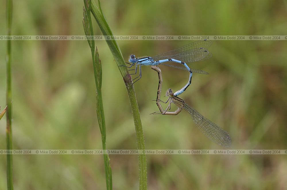 Enallagma cyathigerum Common blue damselfly