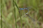 Enallagma cyathigerum Common blue damselfly