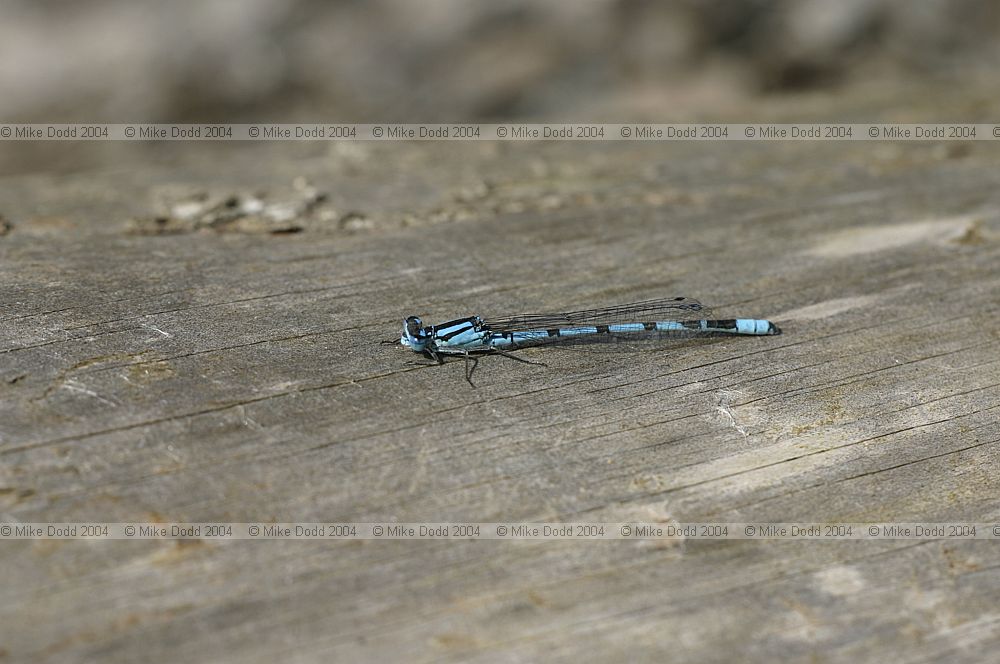 Abdominal marks of Azure but rest of body as common blue.