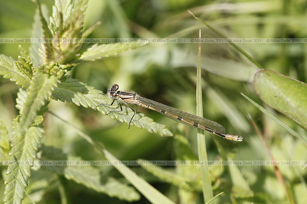 Enallagma cyathigerum Common Blue Damselfly male