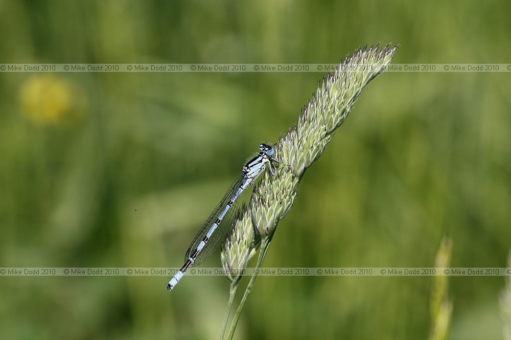 Enallagma cyathigerum Common Blue Damselfly