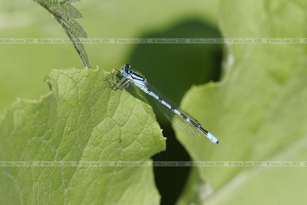 Enallagma cyathigerum Common blue damselfly