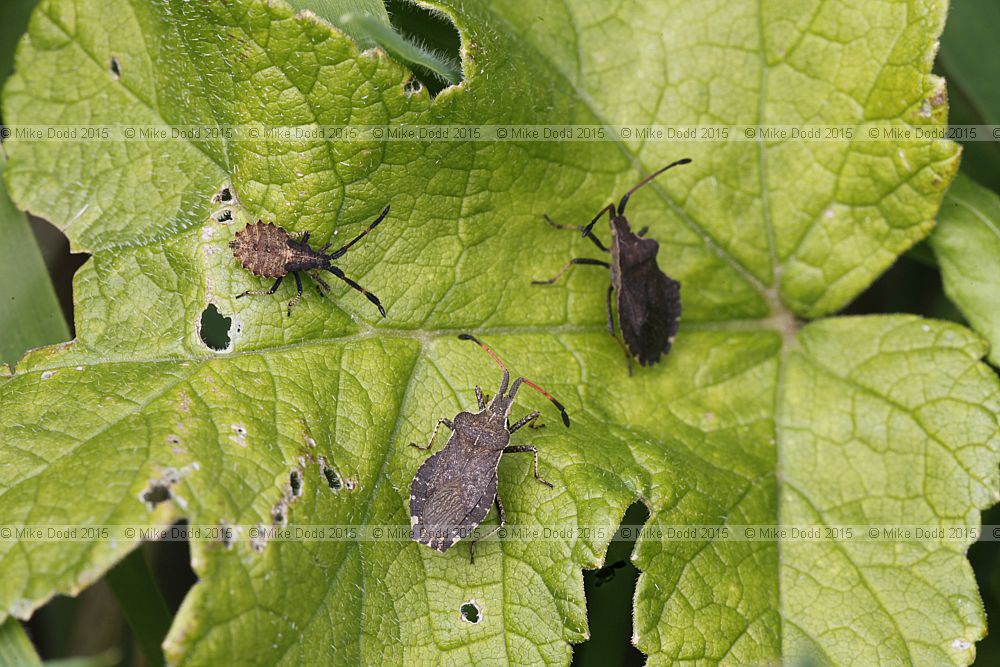 Enoplops scapha Boat bug