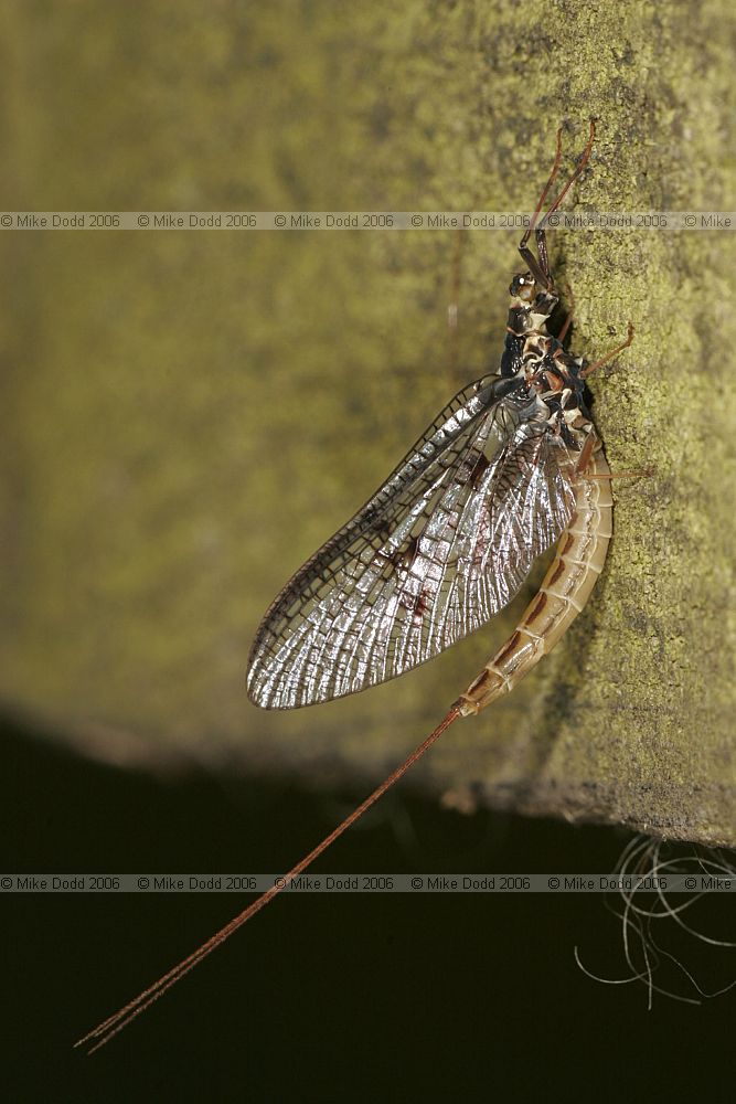 Ephemera Mayfly