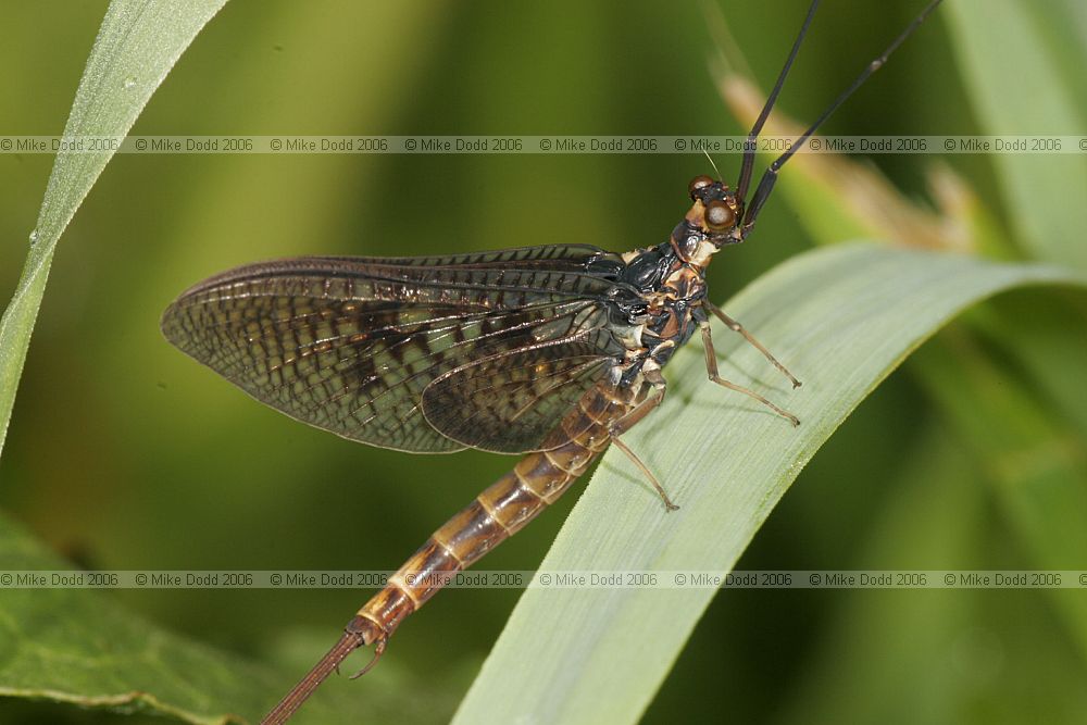 Ephemera Mayfly