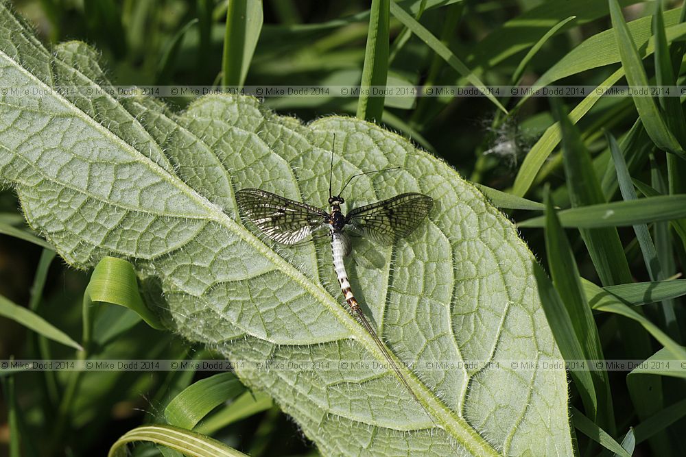 Ephemera danica Green Drake