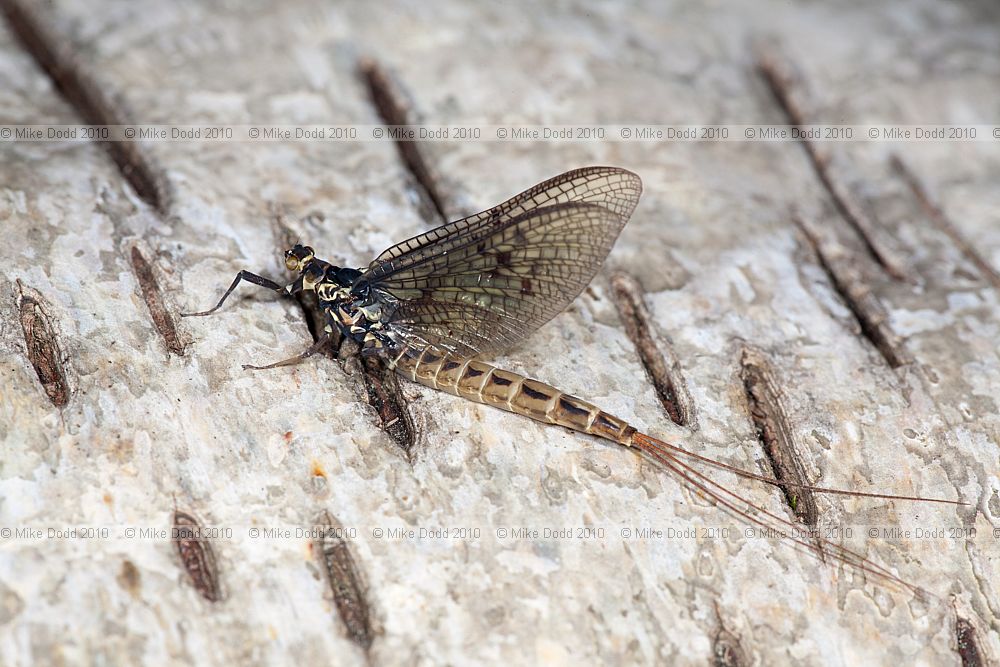 Ephemera lineata Mayfly