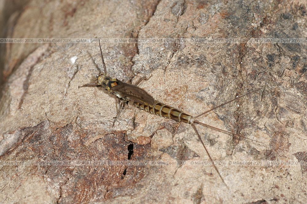 Ephemera vulgata mayfly that was being hunted by the hobbies