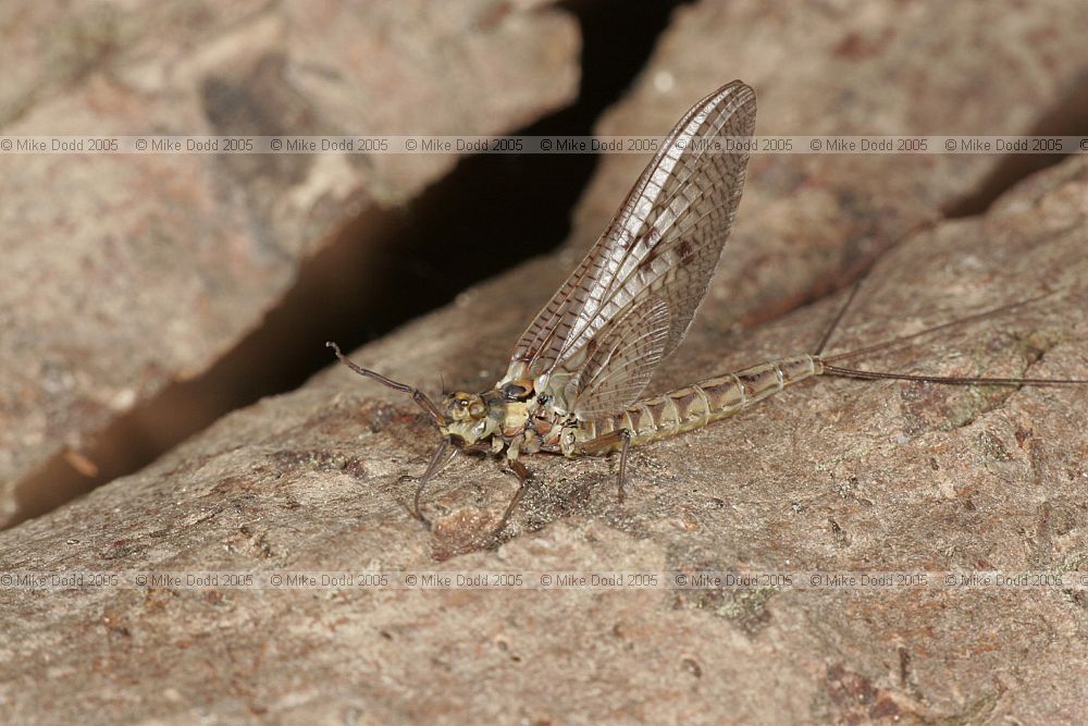 Ephemera vulgata mayfly that was being hunted by the hobbies