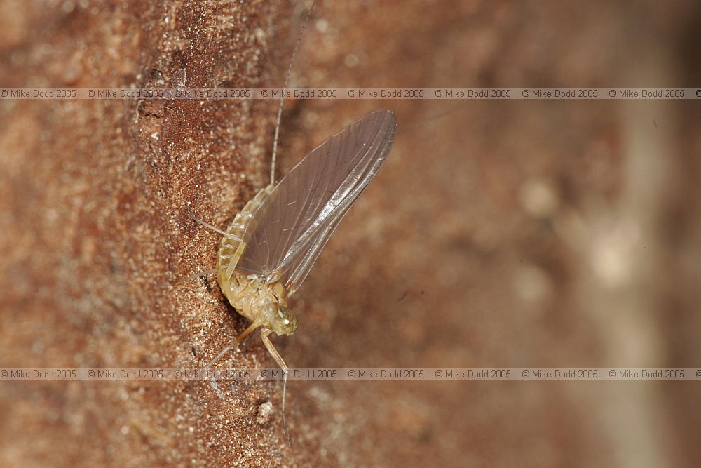 Ephemeroptera Mayfly