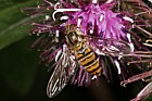 Episyrphus balteatus Hover-fly