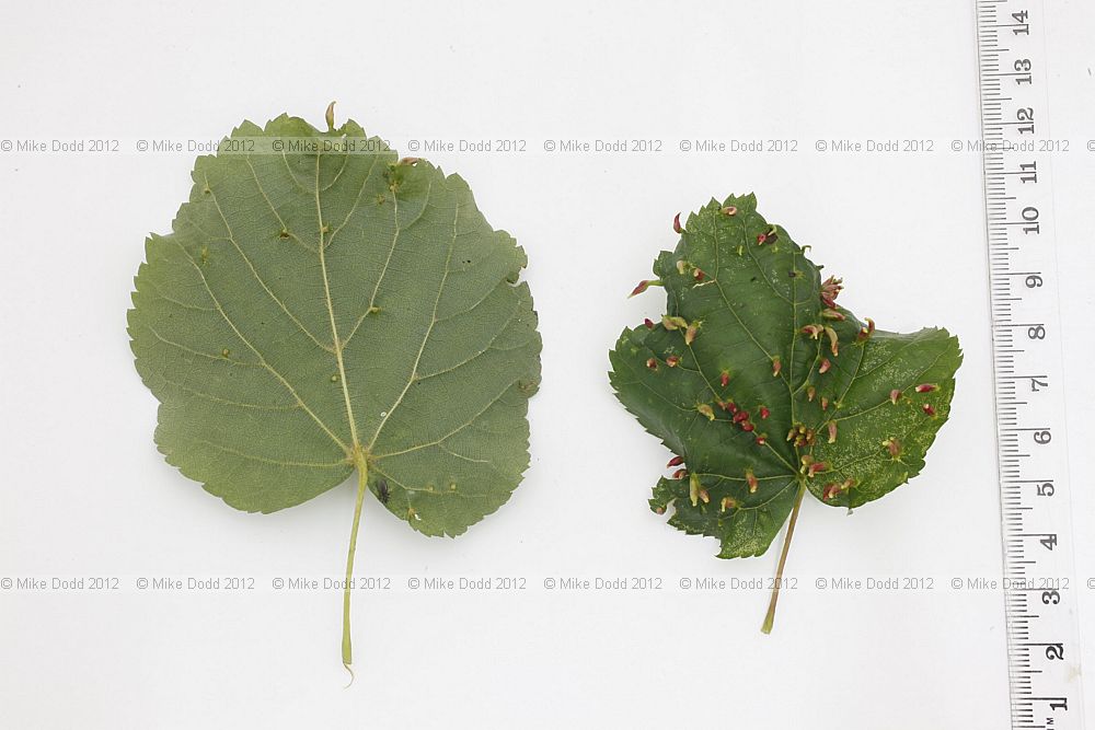 Eriophyes tiliae Lime nail gall