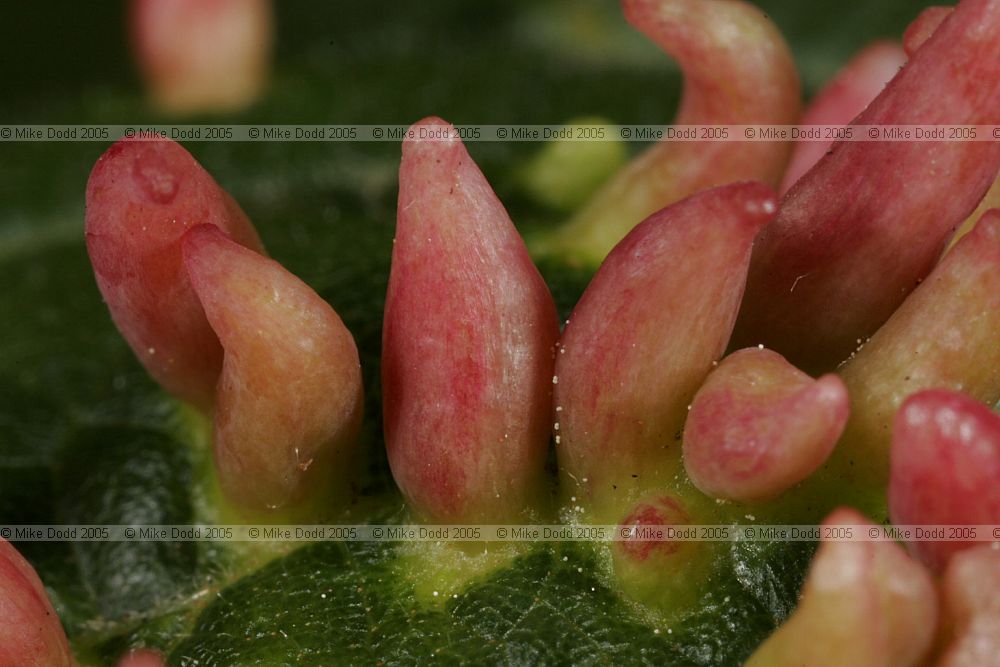 Eriophyes tiliae mite lime nail gall