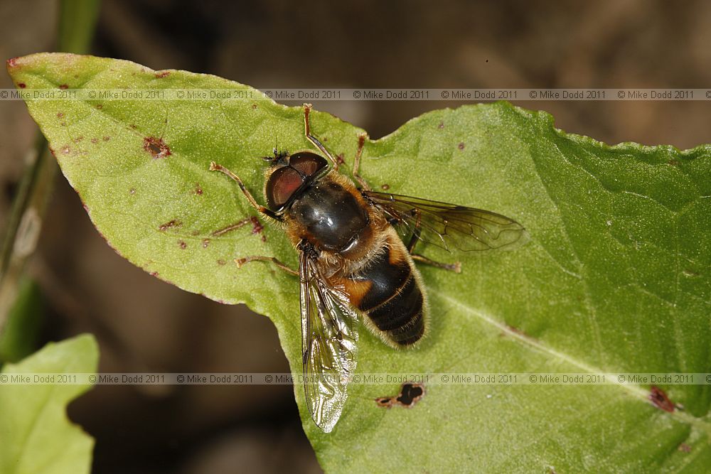 Eristalis pertinax