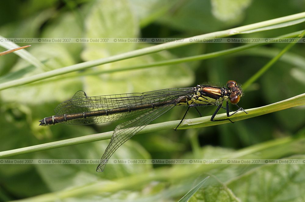 Erythromma najas Red-eyed damselfly immature