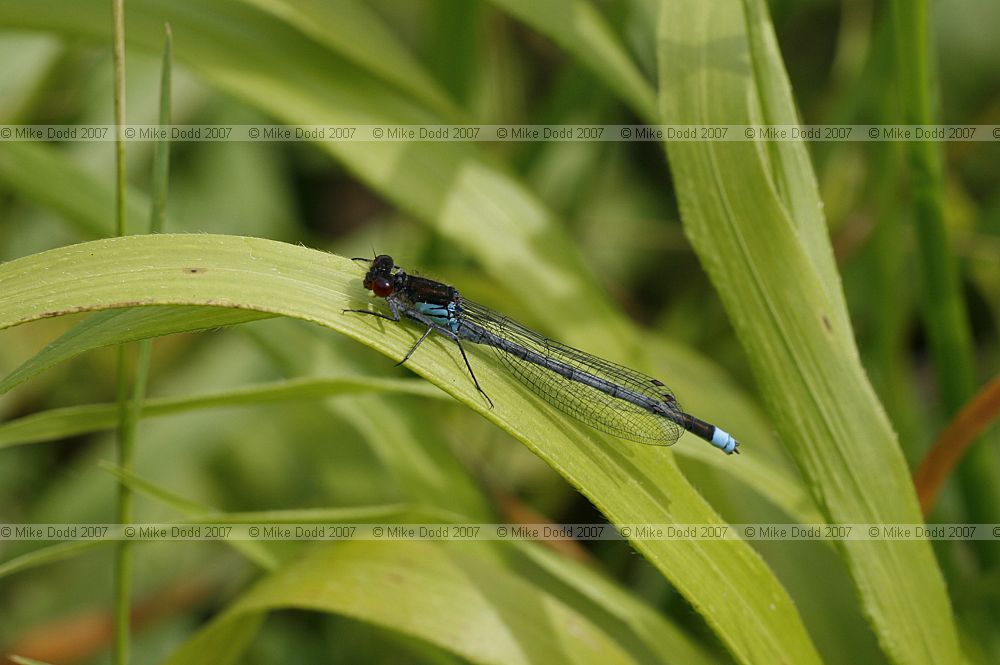 Erythromma najas Red-eyed Damselfly male