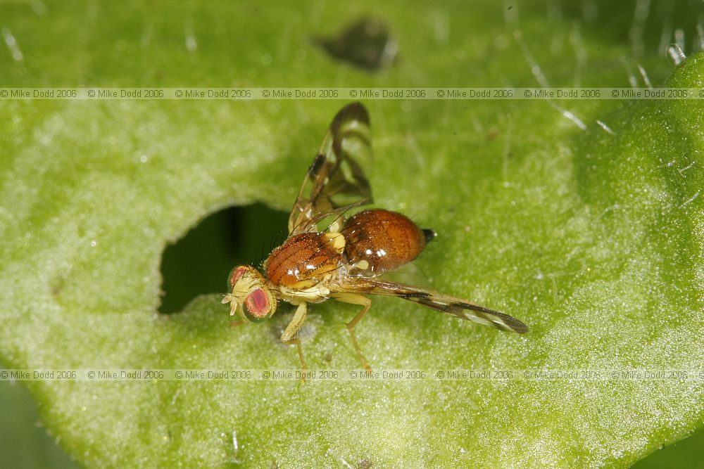 Euleia heraclei Celery-fly