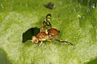 Euleia heraclei Celery-fly