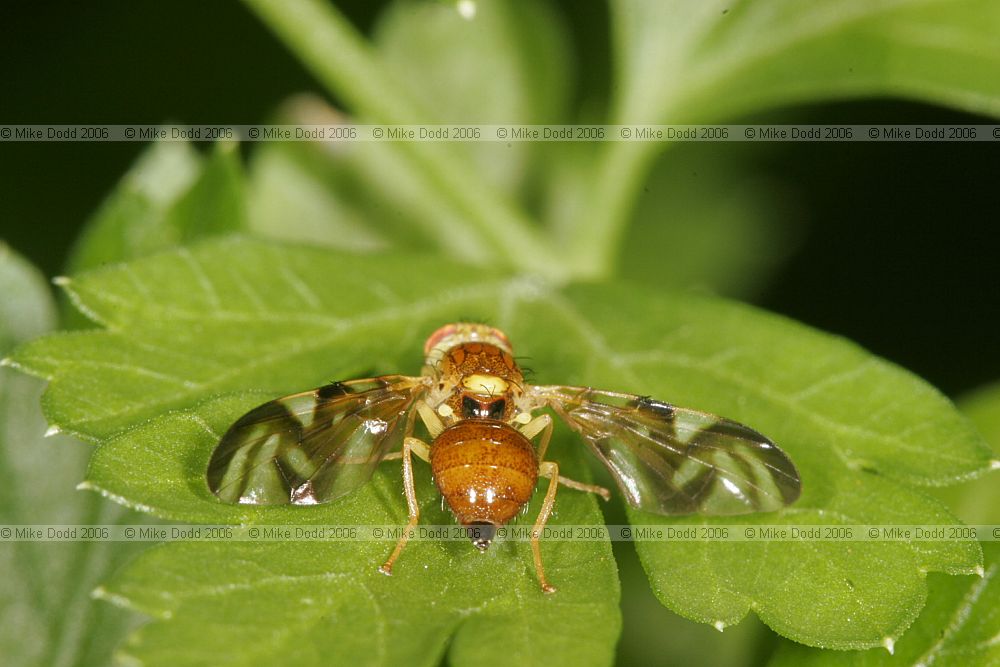 Euleia heraclei Celery-fly