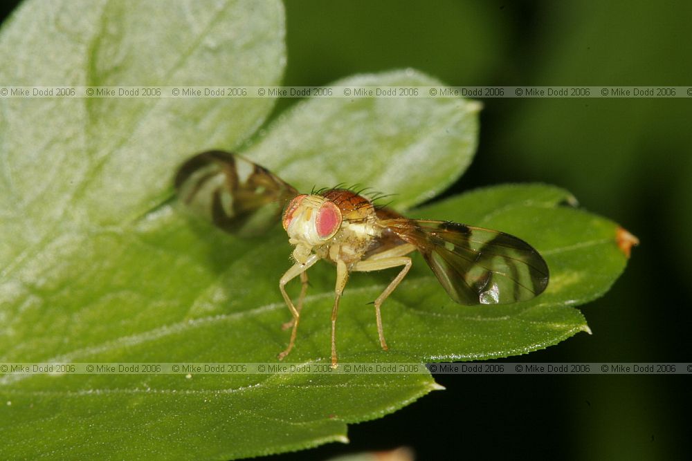 Euleia heraclei Celery-fly