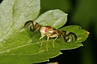 Euleia heraclei Celery-fly