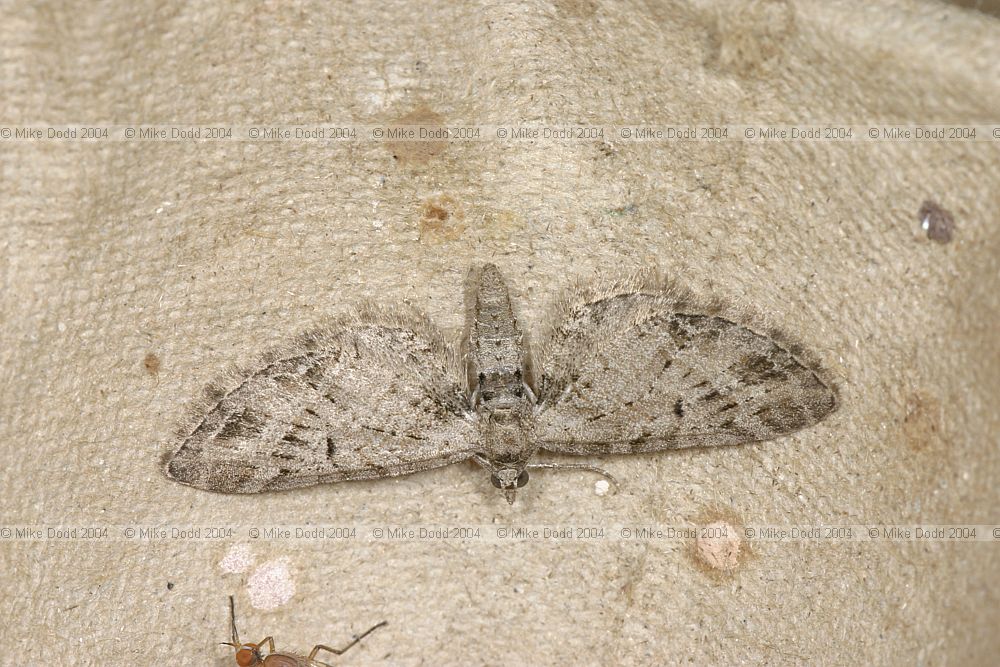 Eupithecia exiguata Mottled Pug