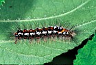 Euproctis similis Yellow-tail moth catterpillar