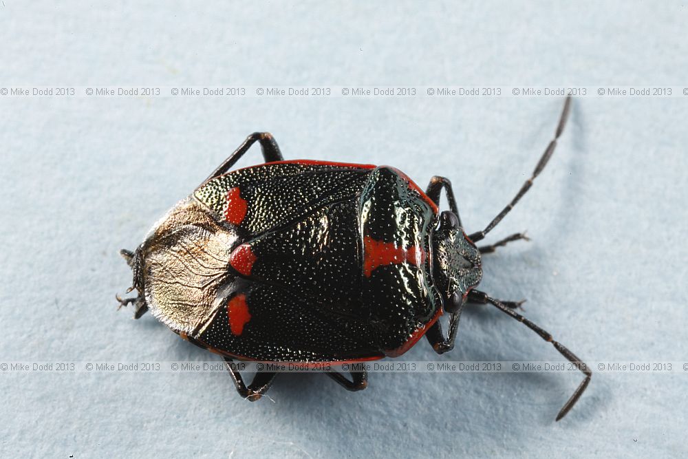 Eurydema oleracea Crucifer Shieldbug