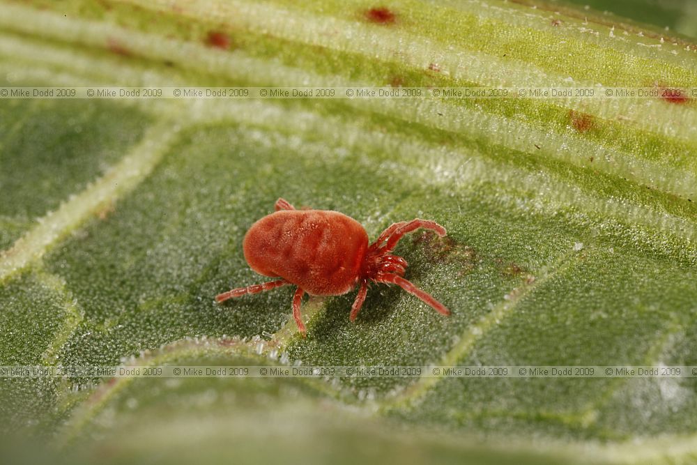 Eutrombidium sp. Red velvet mite