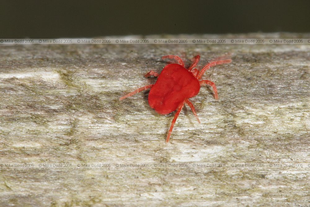 Eutrombidium rostratus velvet mite