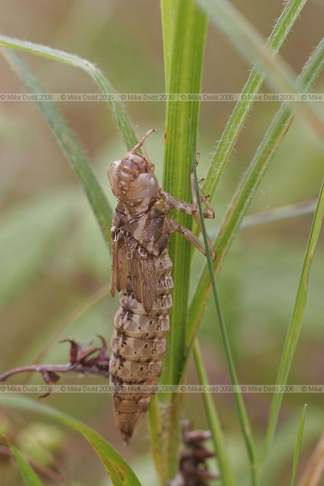 Aeshna Exuvia either southern hawker or brown hawker