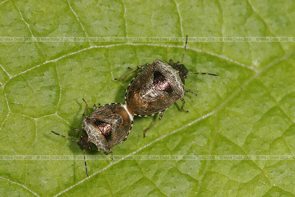 Eysarcoris fabricii Woundwort shieldbug
